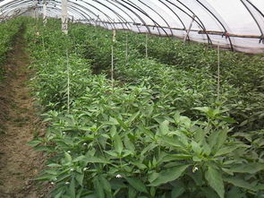 山西蔬菜温室大棚建造管理技术培训教材资料 14个光盘 2本图书