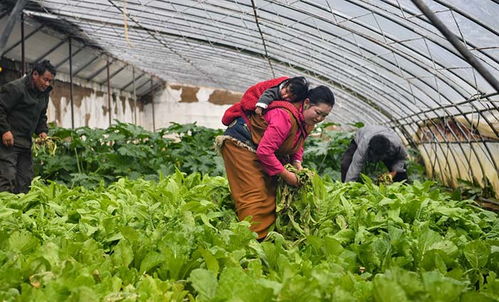 温室大棚助脱贫 组图