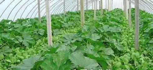 大棚蔬菜施肥五要五防止，菜农朋友须记牢