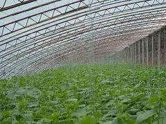 菜菌一体温室大棚 现代农业的创新典范