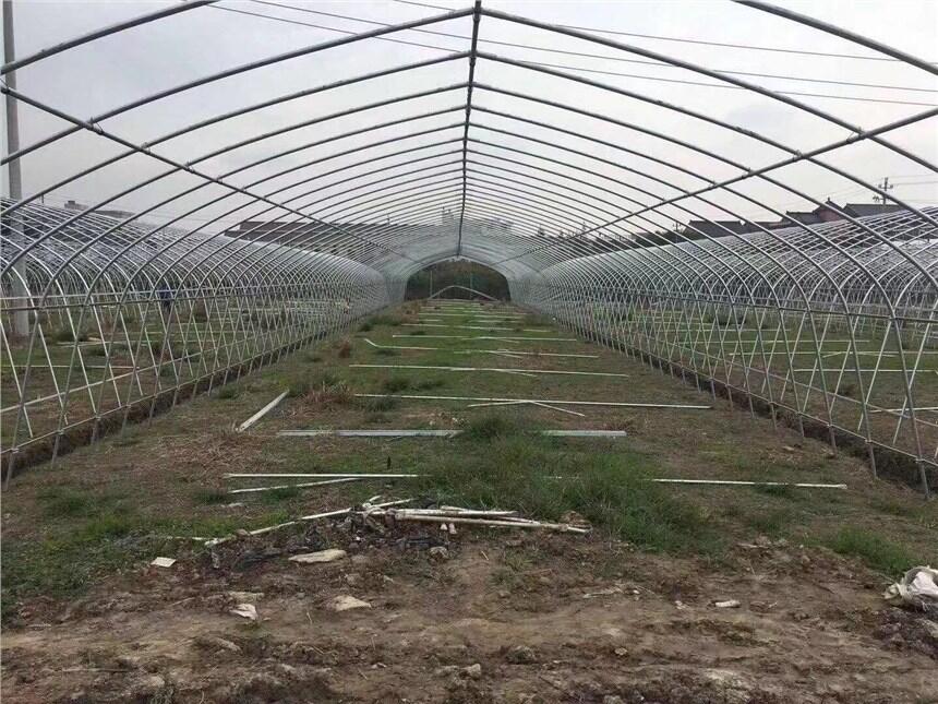 淮安火龙果连栋大棚造价详解及建设要点
