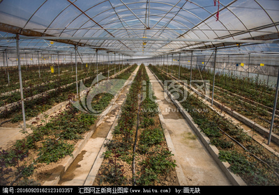 大棚 田园画卷中的另一道风景