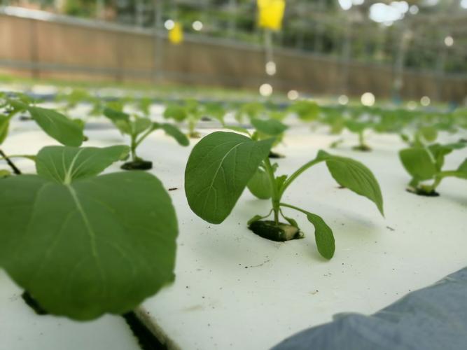2017年5月7曰农科院观赏大棚种植的蔬菜水果
